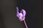 Eastern purple bladderwort